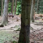 phoca_thumb_m_2. den vp 15 Fotogalerie